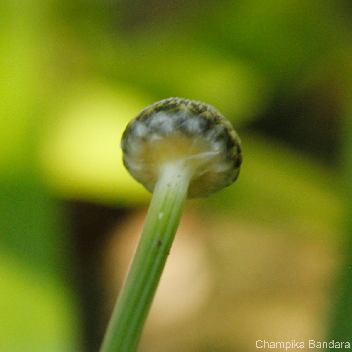 Eriocaulon psammophilum S.M.Phillips